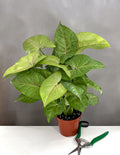 Syngonium Cream Allusion - Plant Proper - 4" Pot