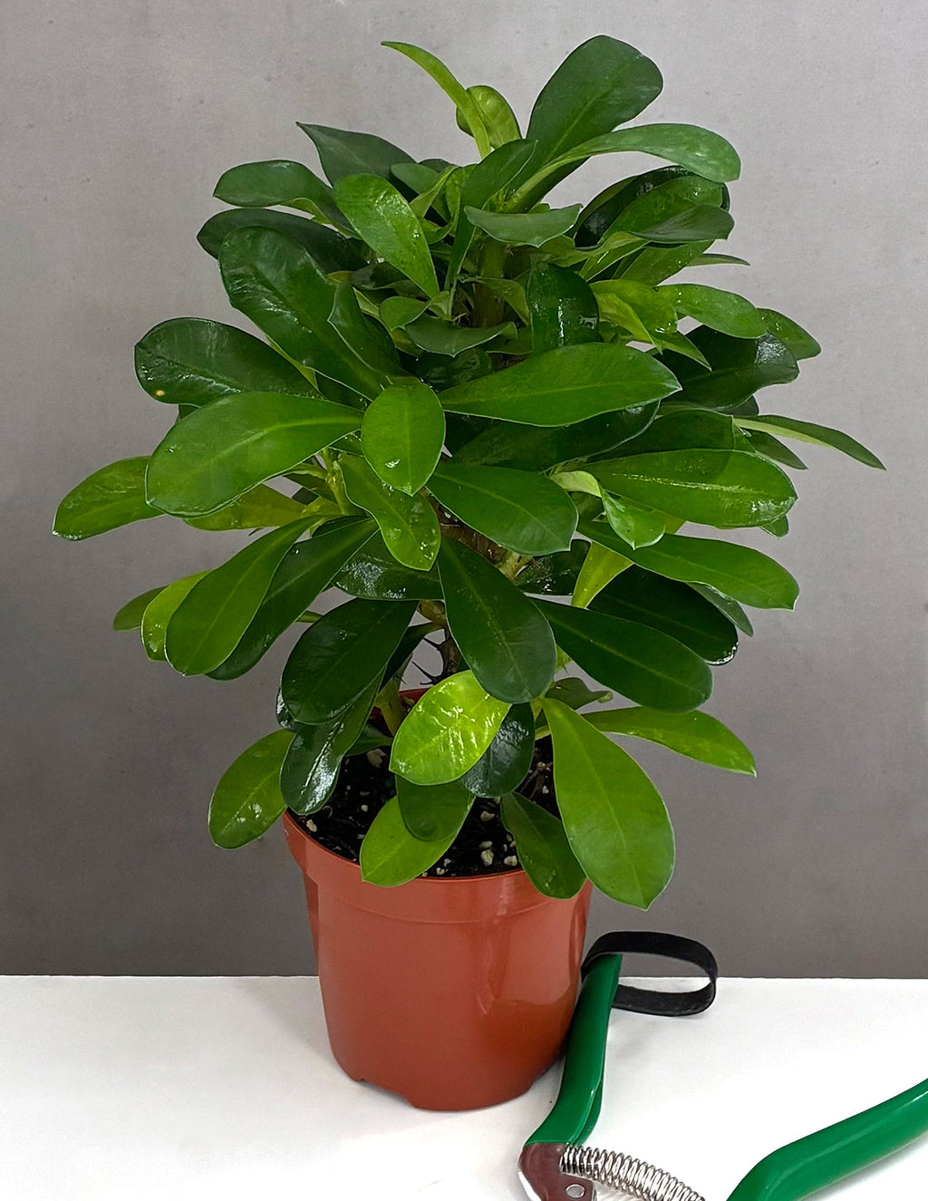 Crown of Thorns - Plant Proper - 4" Pot