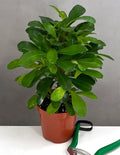 Crown of Thorns - Plant Proper - 4" Pot