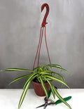 Curly Spider Plant Bonnie - Plant Proper - 4" Hanging Basket