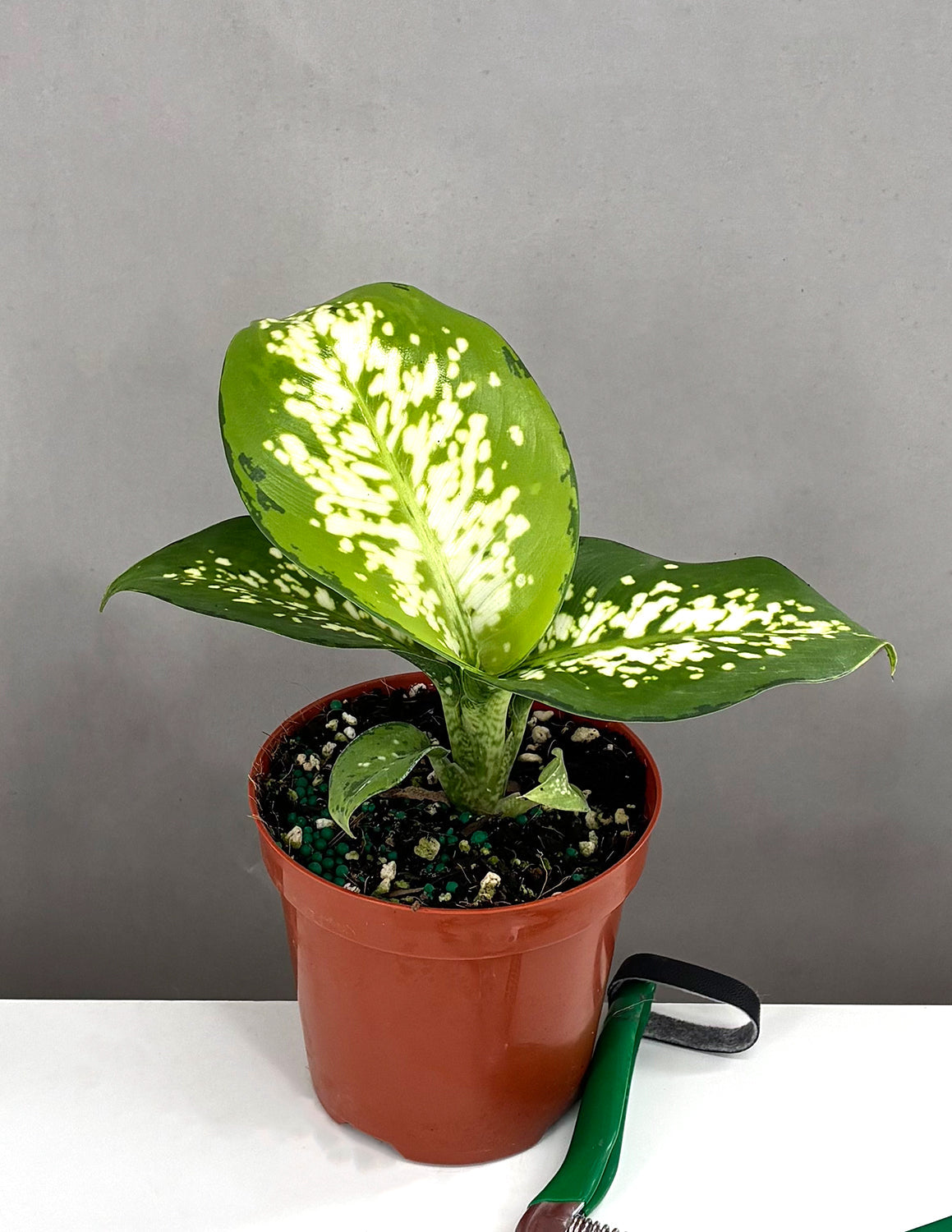 Dieffenbachia Delilah - Plant Proper - 4" Pot