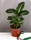 Dieffenbachia Green Magic