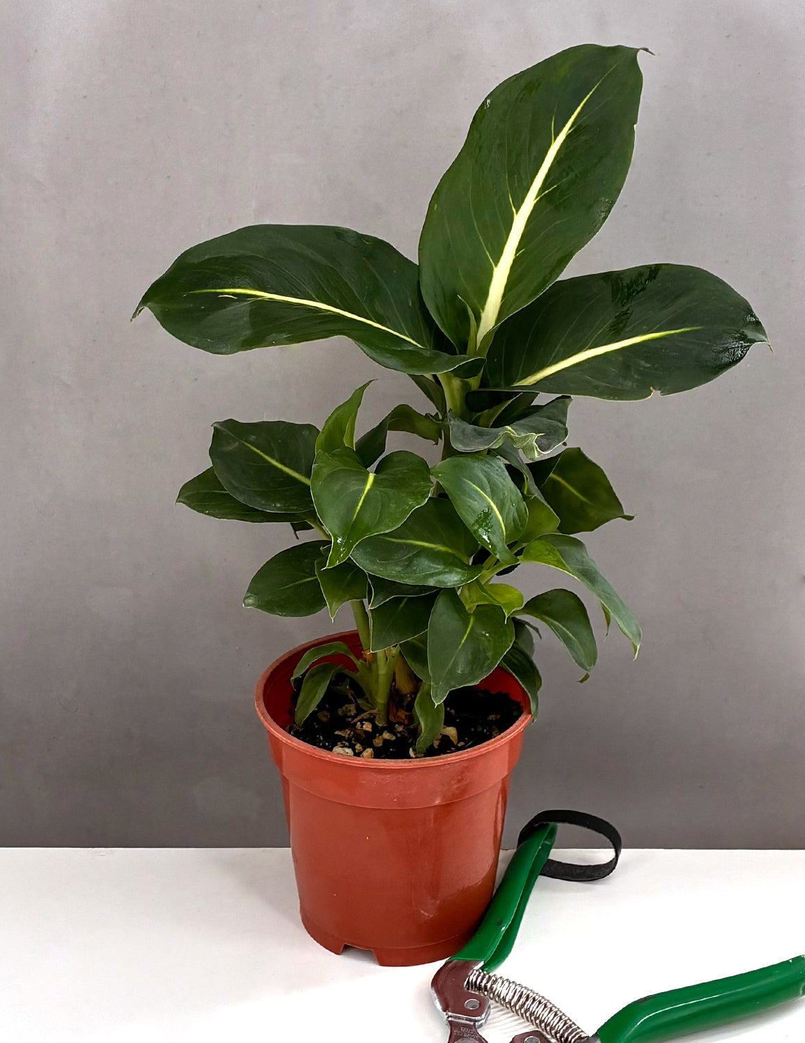 Dieffenbachia Green Magic