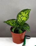 Dieffenbachia Military - Plant Proper - 4" Pot