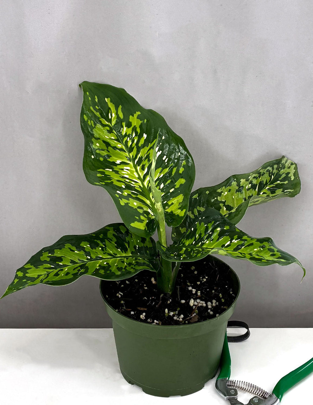 Dieffenbachia Military - Plant Proper - 6" Pot