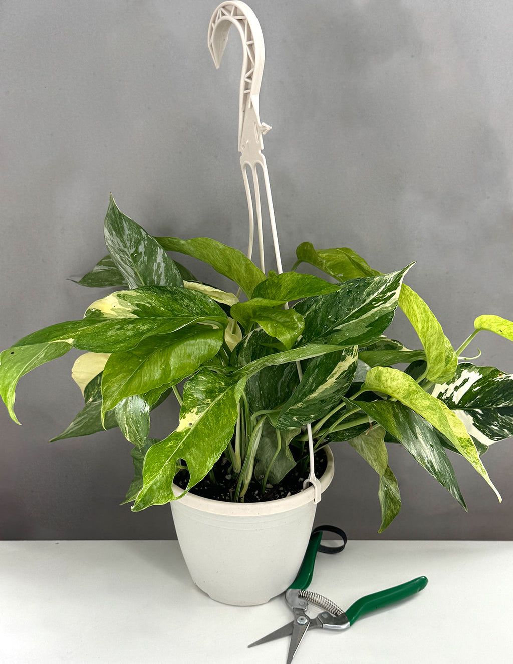 Epipremnum Pinnatum Albo/Mint  - Plant Proper - 6" Hanging Basket