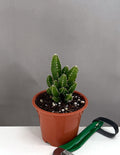 Fairy Castle Cactus - Plant Proper - 3" Pot