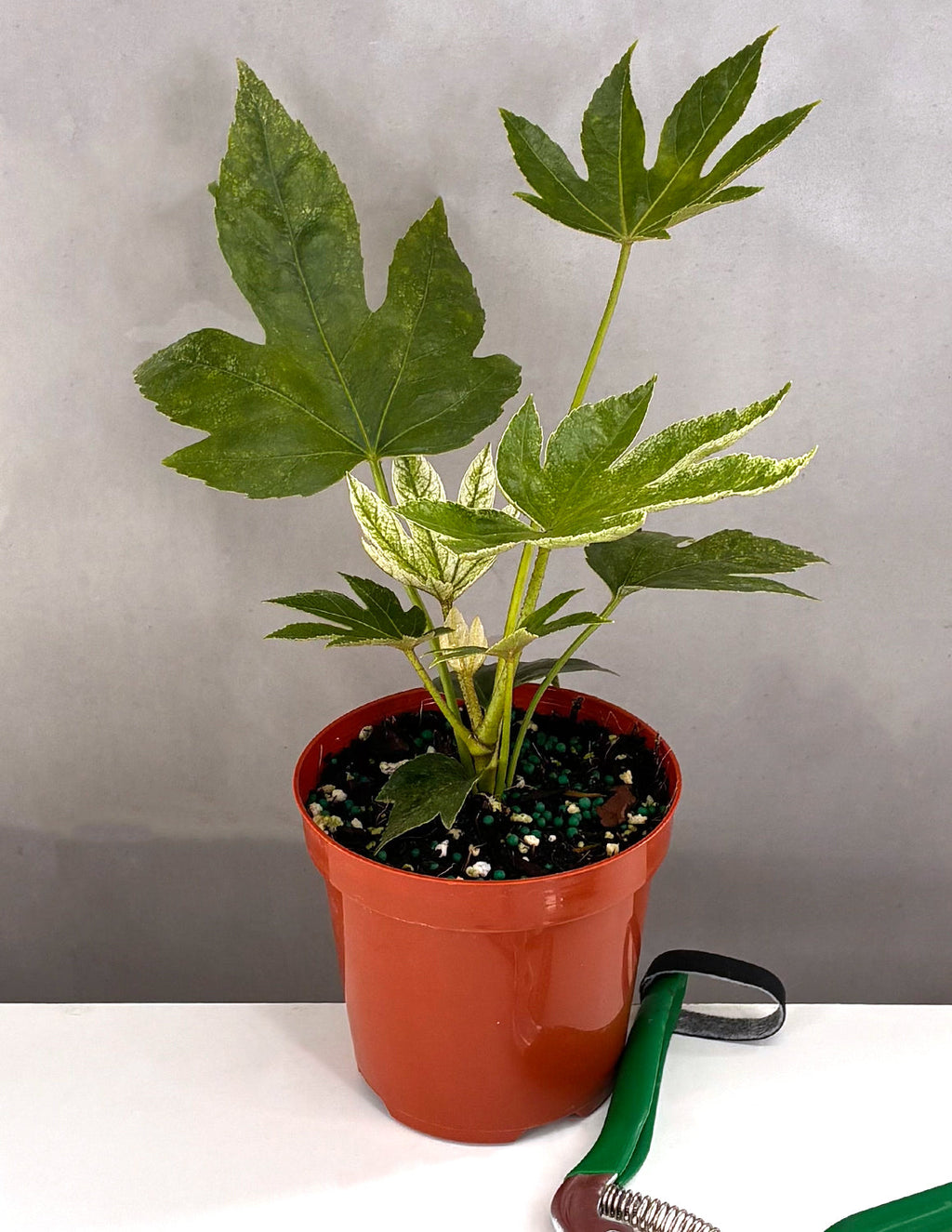 Fatsia Japonica Spiders Web - Plant Proper - 4" Pot