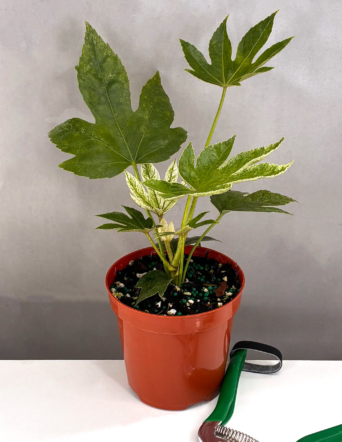 Fatsia Japonica Spiders Web - Plant Proper - 4" Pot