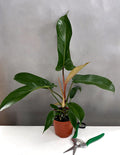 Philodendron Florida Bronze - Plant Proper - 4" Pot