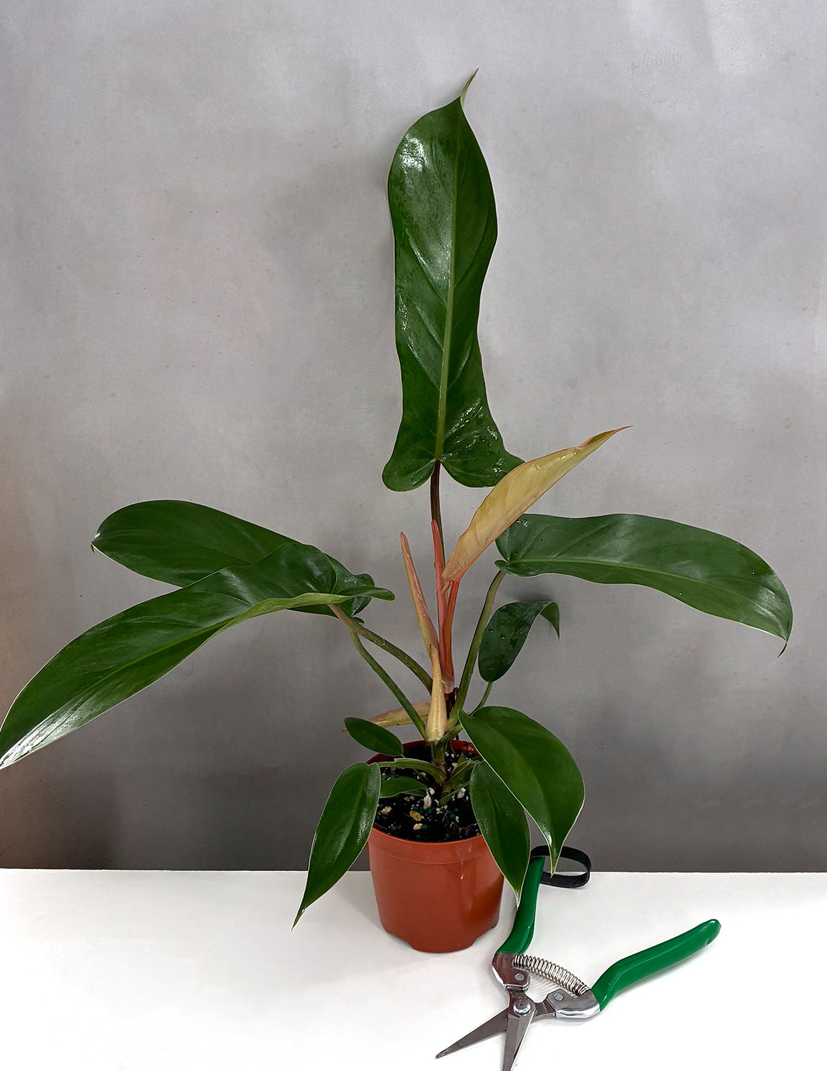 Philodendron Florida Bronze - Plant Proper - 4" Pot