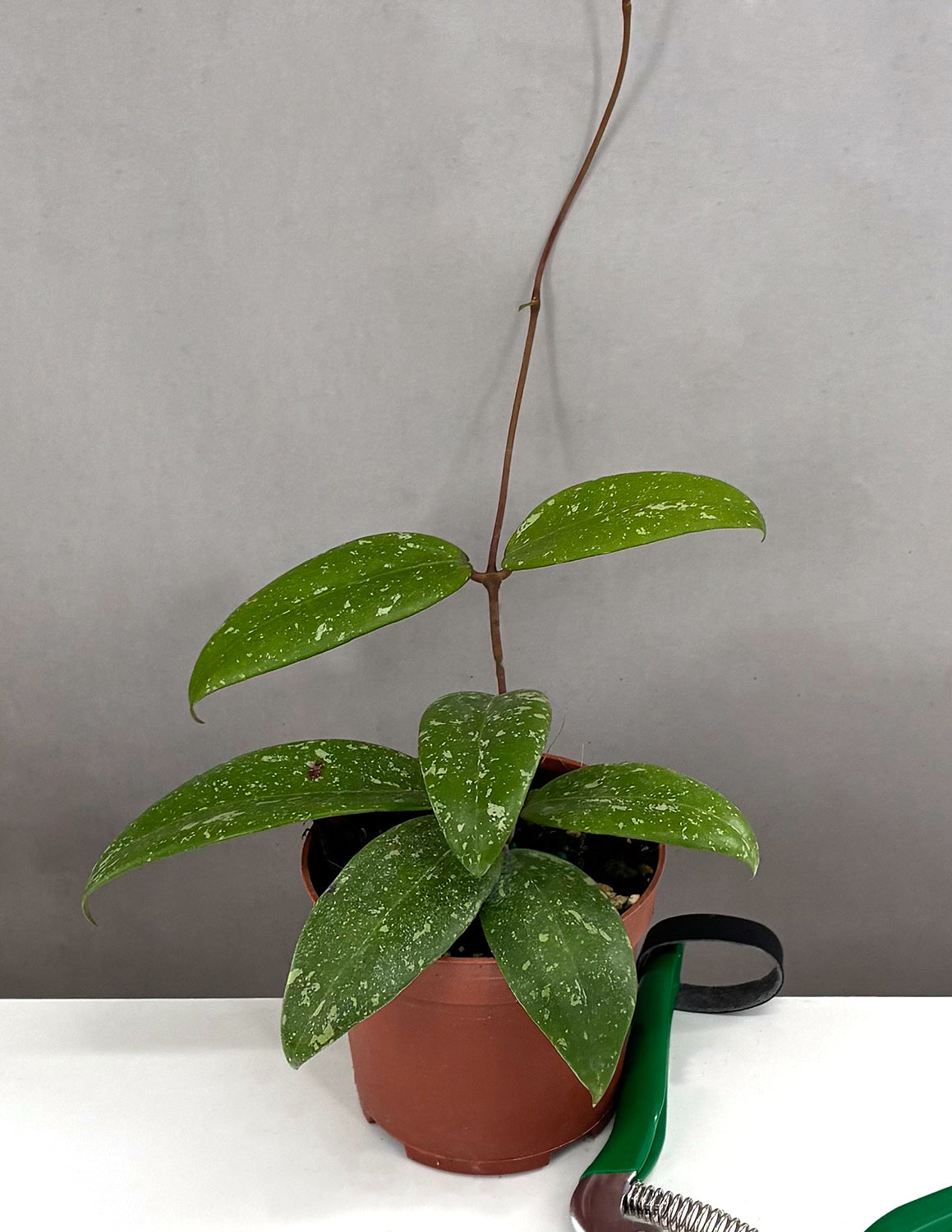 Hoya AH 001 Vietnam - Plant Proper - 3.5" Pot