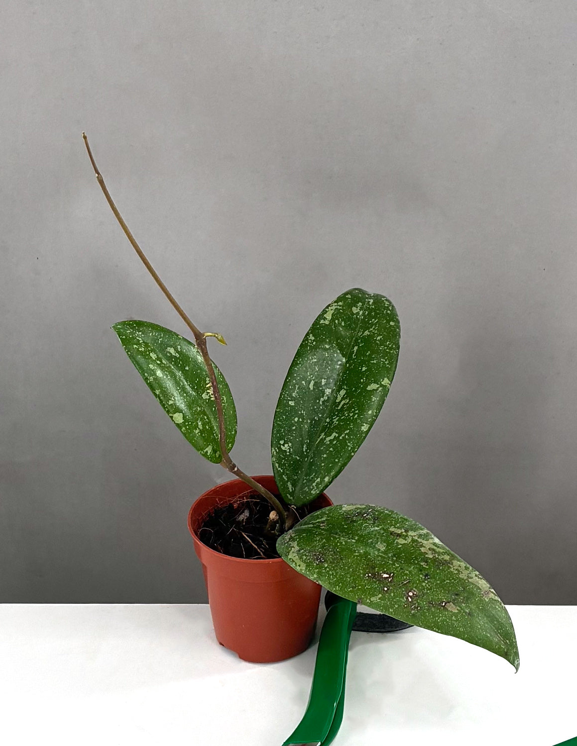 Hoya AH 001 Vietnam - Plant Proper - 2" Pot