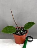 Hoya AH 053 - Plant Proper - 3" Pot