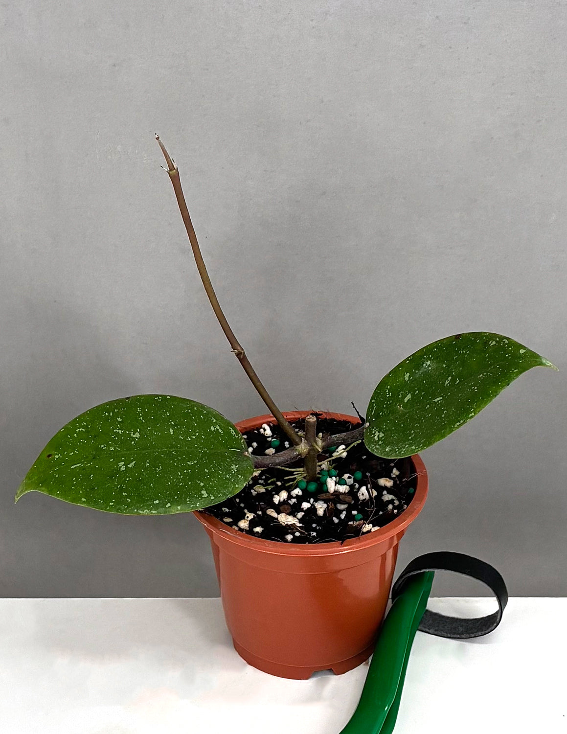 Hoya AH 053 - Plant Proper - 3" Pot