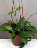 Hoya Acuta Pink - Plant Proper - 4" Hanging Pot