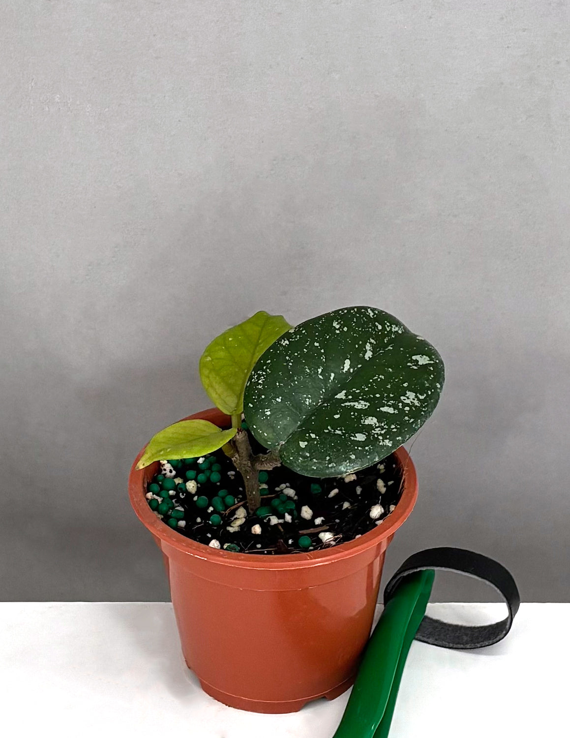 Hoya Bonii Splash