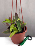 Hoya Bordenii - Plant Proper - 4" Hanging Basket