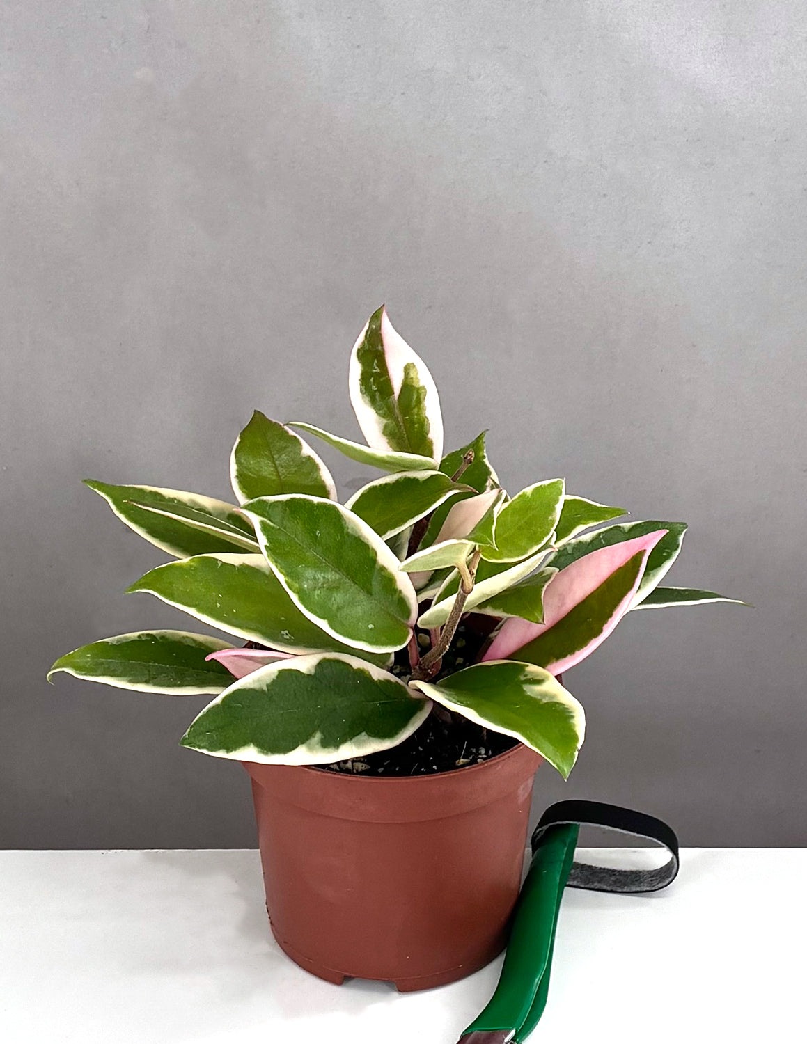 Hoya Carnosa Flamingo Dream - Plant Proper - 3.5" Pot