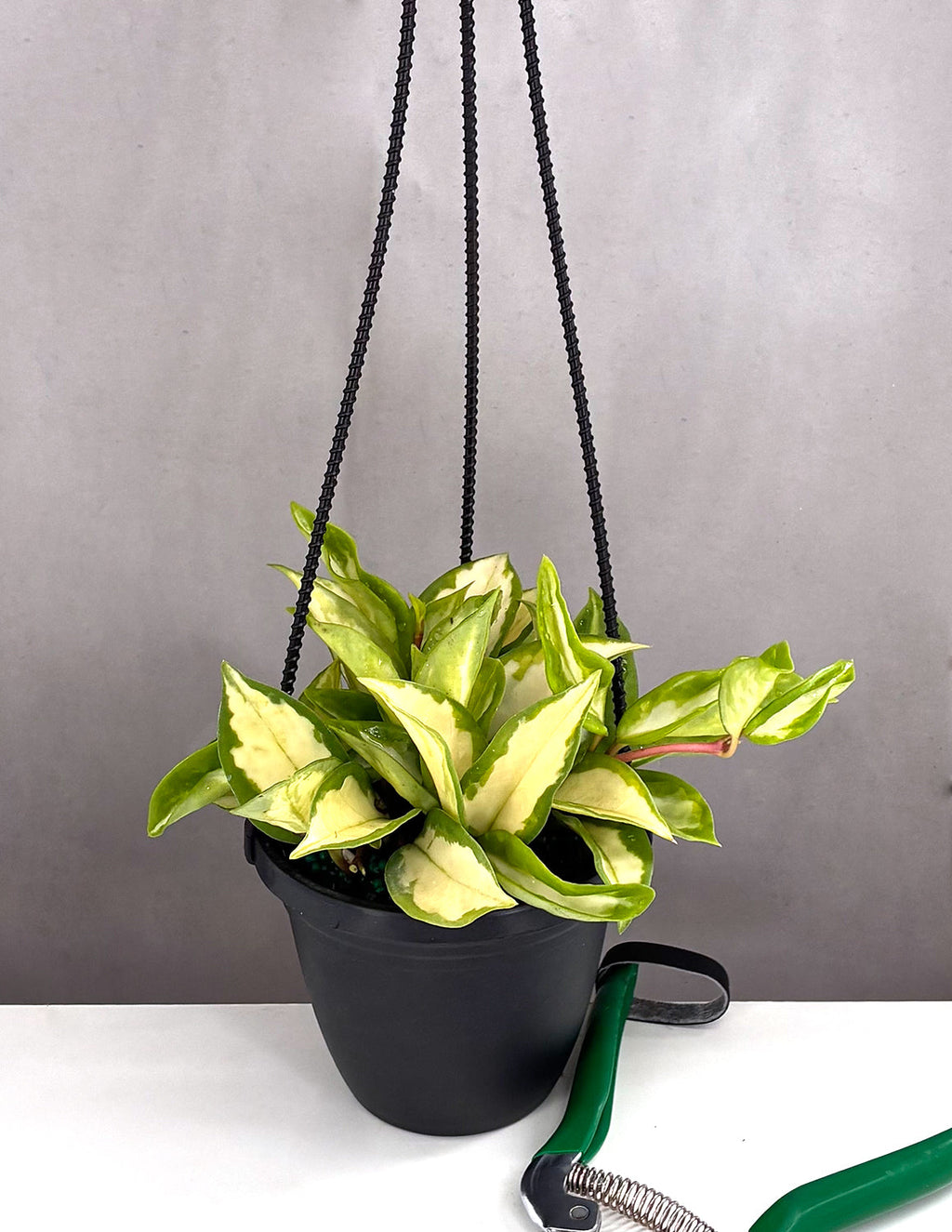Plant Proper - Hoya Tricolor -  4" Hanging Basket