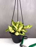 Plant Proper - Hoya Tricolor -  4" Hanging Basket