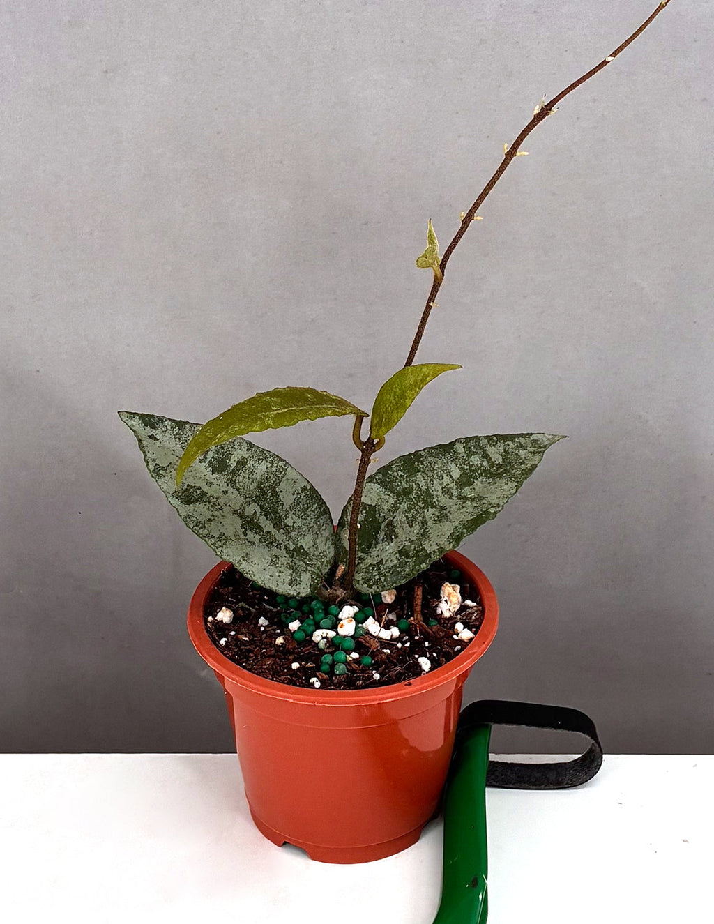 Hoya Caudata Sumatra Silver Splash - Plant Proper - 3" Pot
