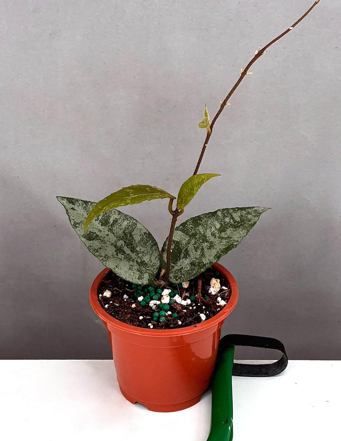 Hoya Caudata Sumatra Silver Splash - Plant Proper - 3" Pot