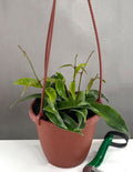 Plant Proper - Hoya Chlorantha - 4'' Hanging basket