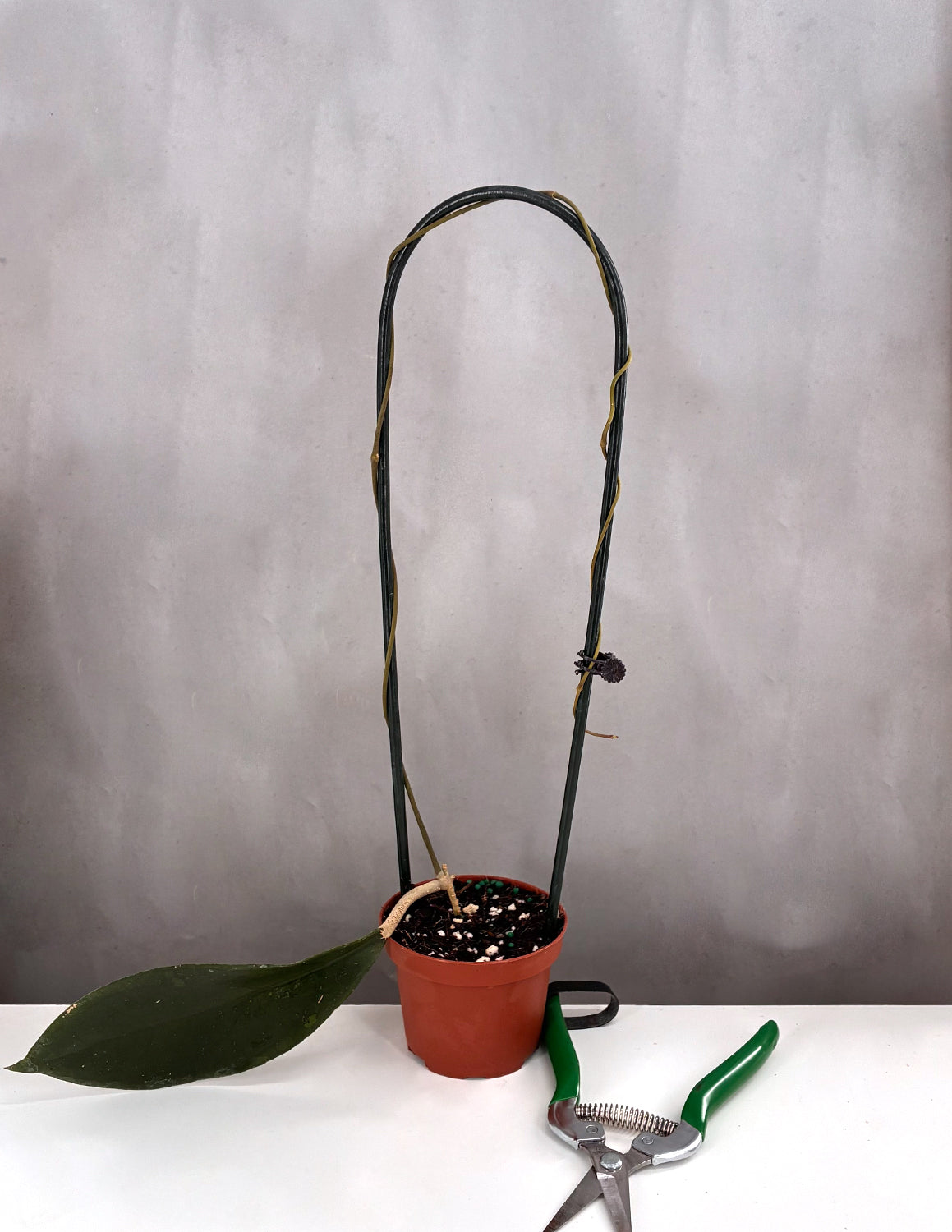 Hoya Cikidang