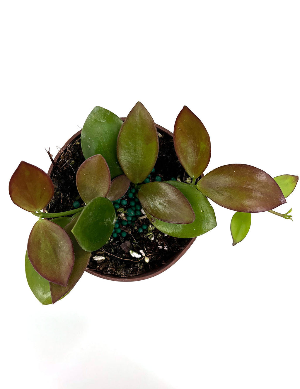 Hoya Collina