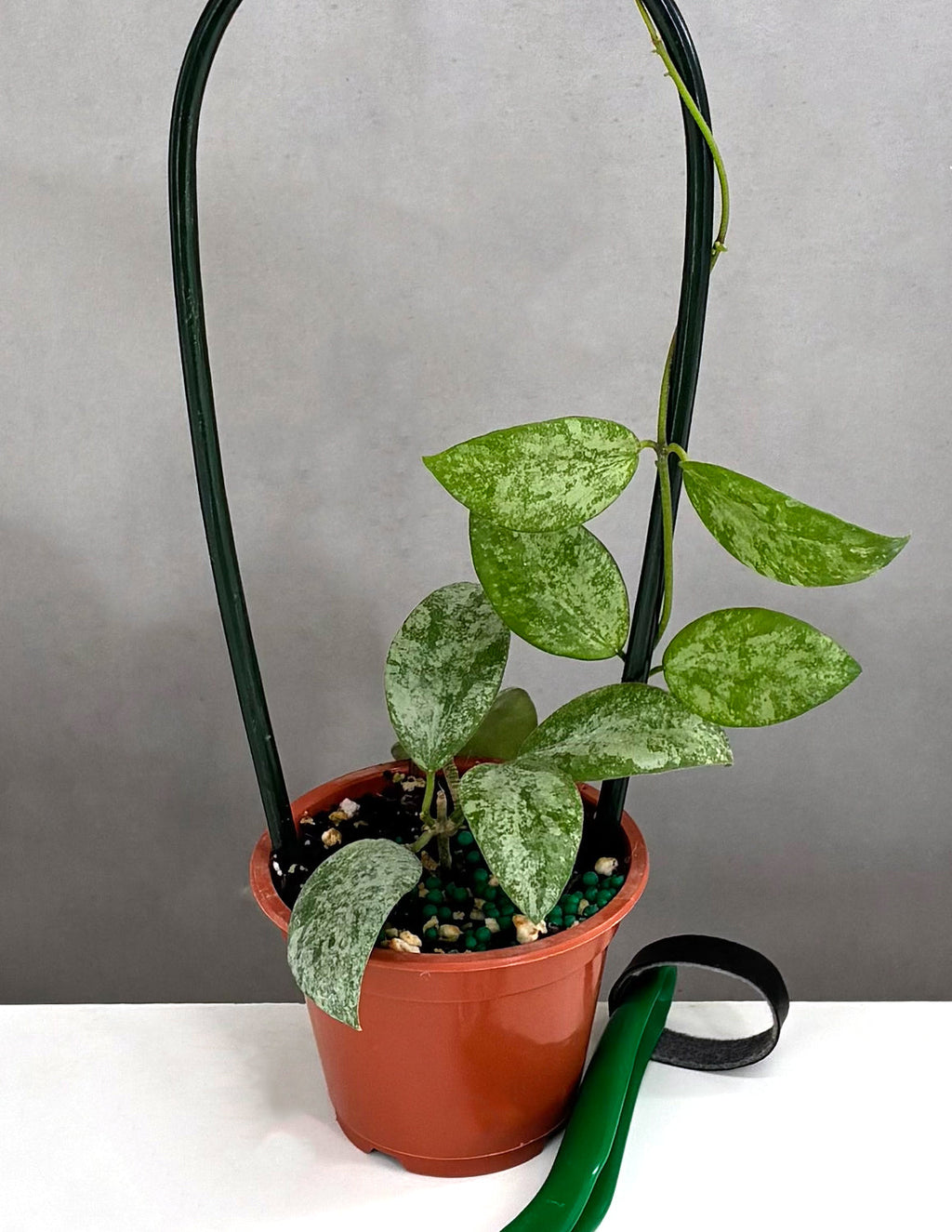 Hoya Collina No ID - Plant Proper - 3" Hoop