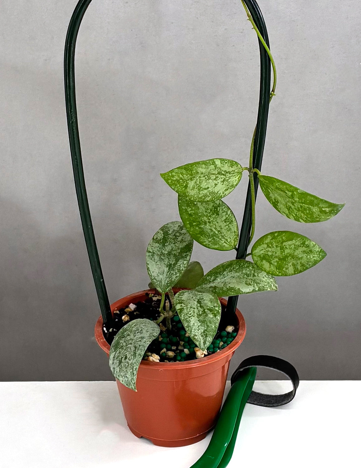 Hoya Collina No ID - Plant Proper - 3" Hoop
