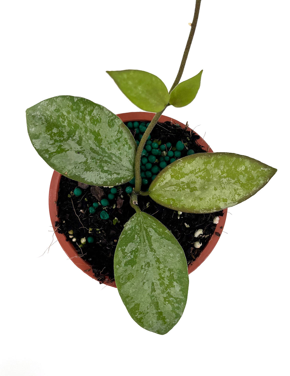 Hoya Collina NOID
