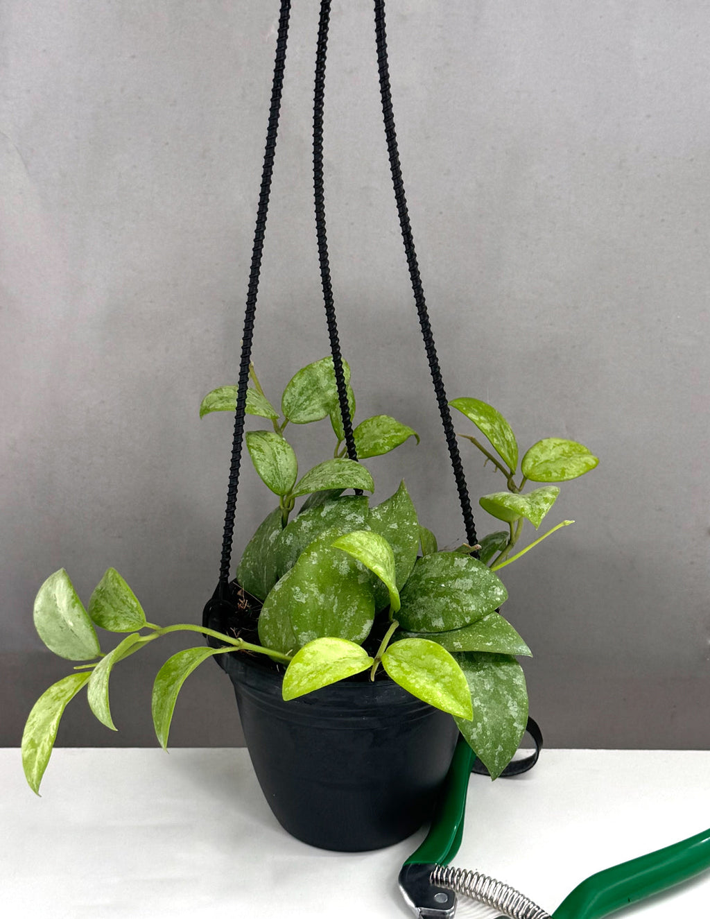 Hoya Collina No ID - Plant Proper - 4" Hanging Basket