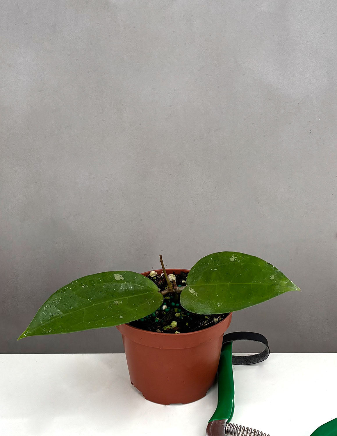 Hoya Cotton Candy - Plant Proper - 3.5" Pot