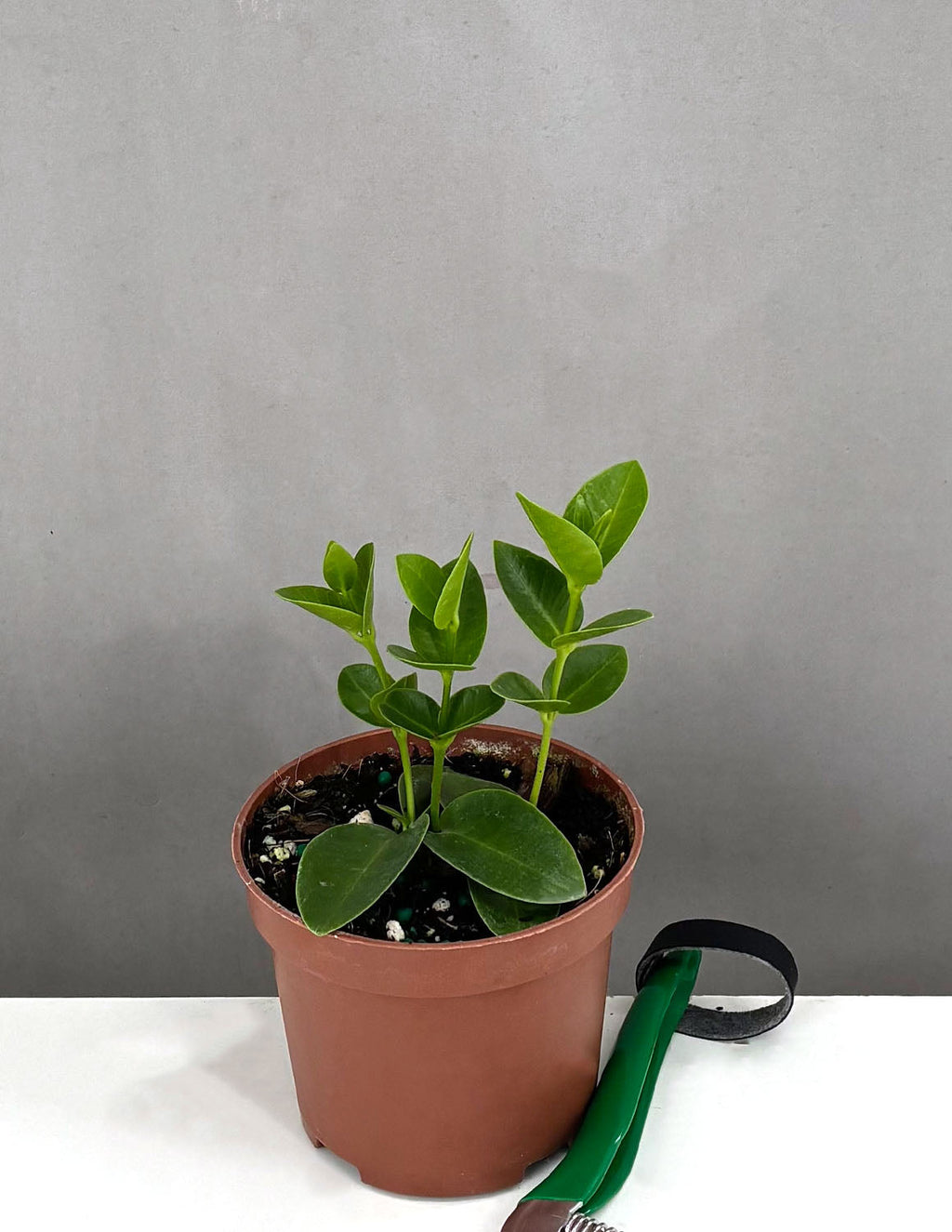 Hoya Cummingiana - Plant Proper - 3.5" Pot