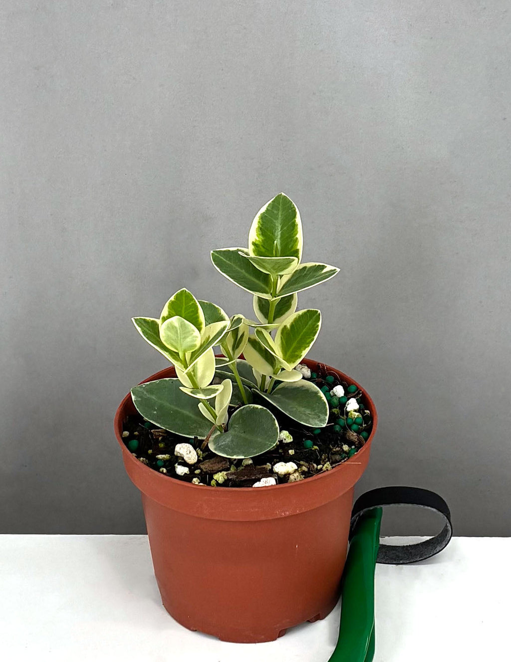 Hoya Cummingiana Albomarginata - Plant Proper - 3.5" Pot