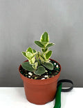 Hoya Cummingiana Albomarginata - Plant Proper - 3.5" Pot