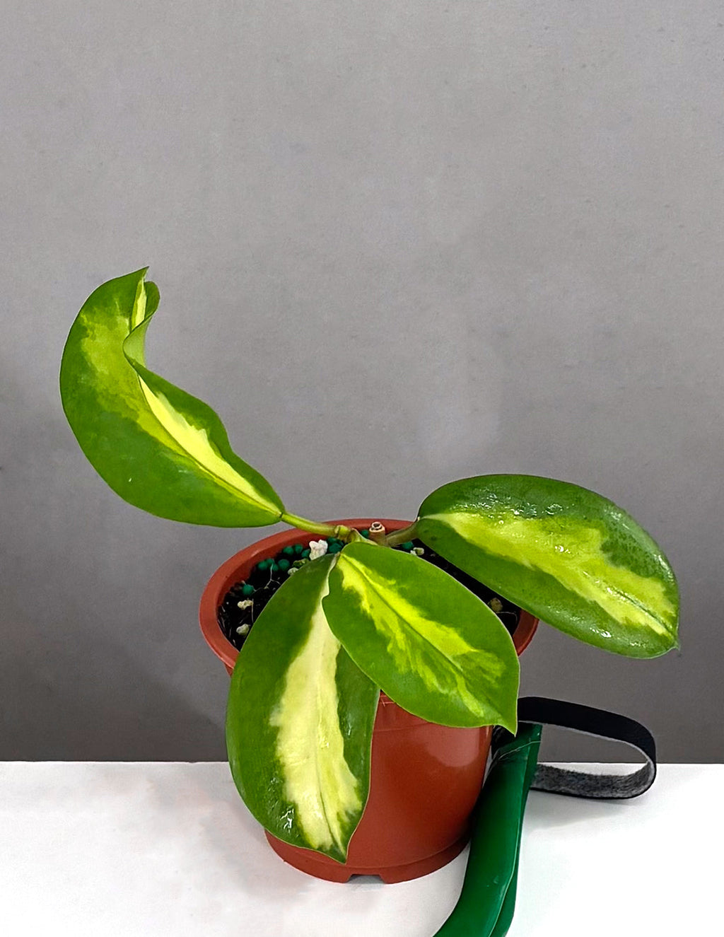 Hoya Diversifolia Maharani - Plant Proper - 3" Pot