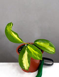 Hoya Diversifolia Maharani - Plant Proper - 3" Pot