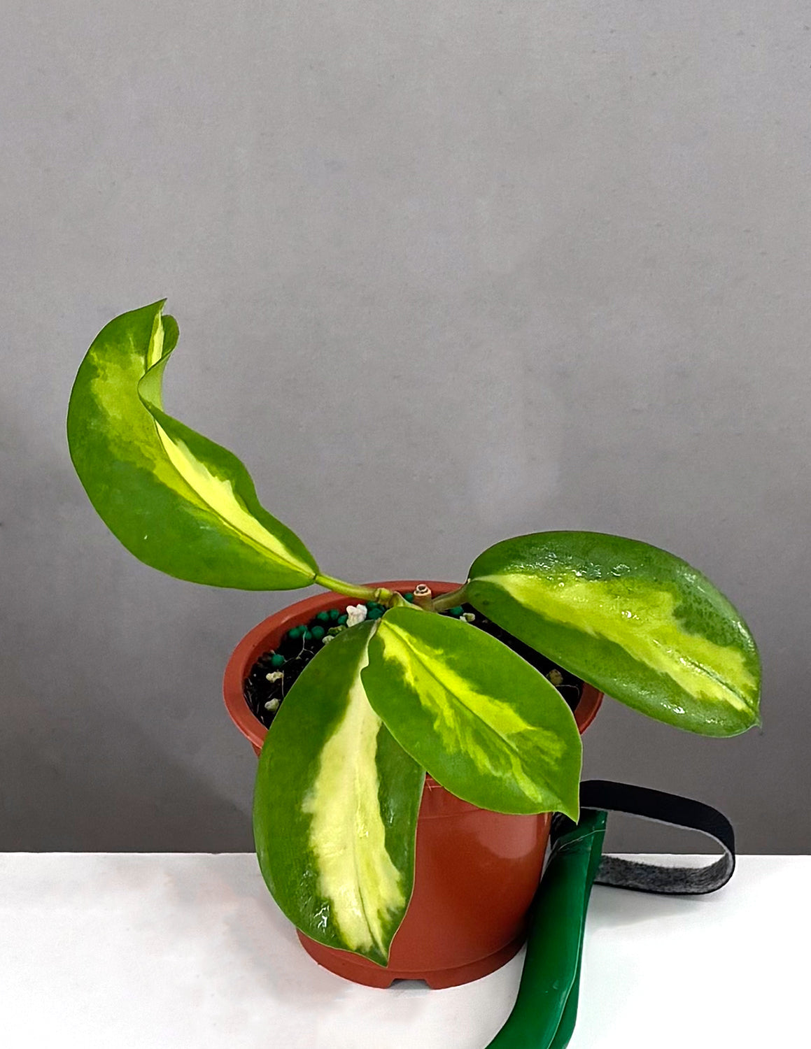 Hoya Diversifolia Maharani - Plant Proper - 3" Pot