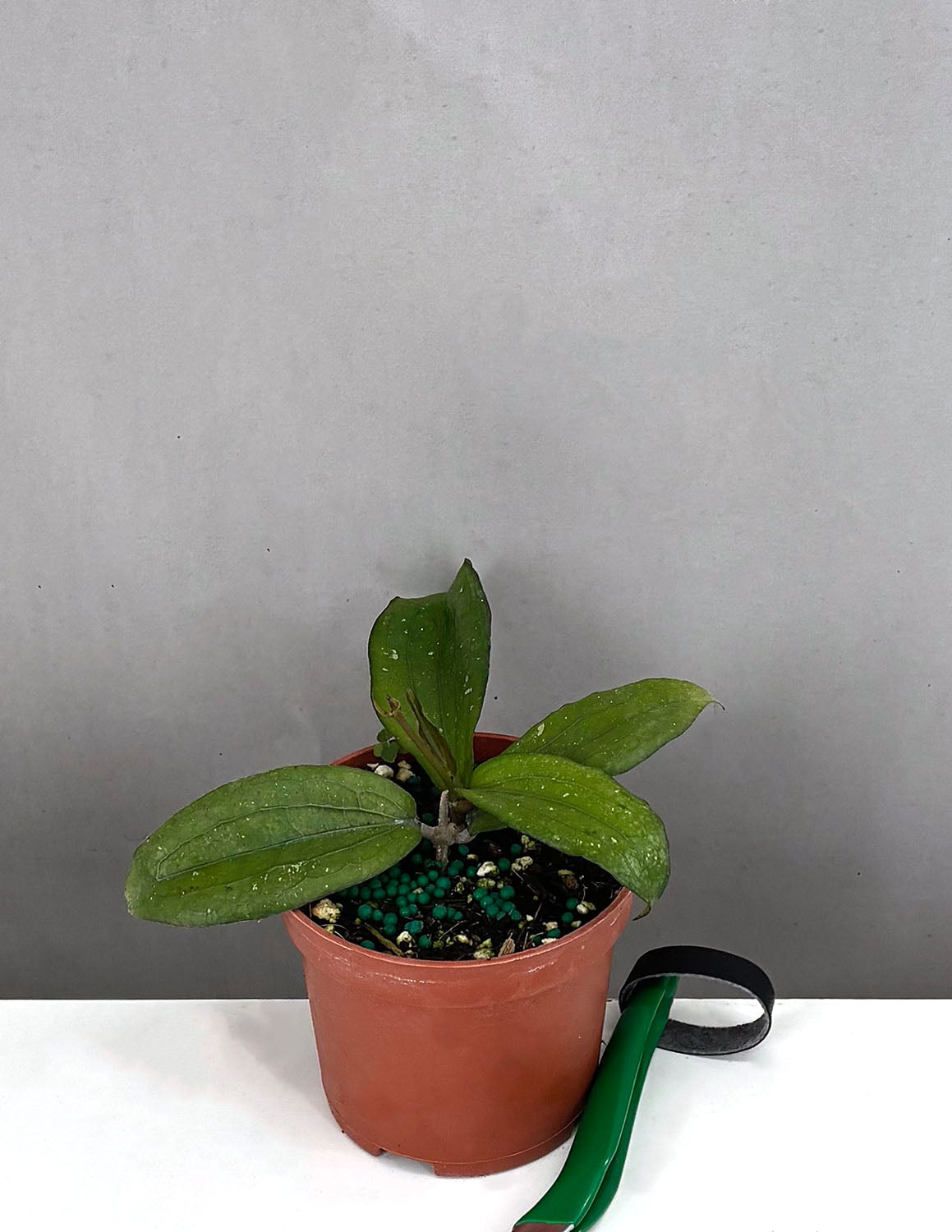 Hoya Erythrina - Plant Proper - 3" Pot