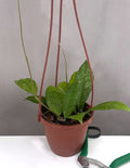 Hoya Finlaysonii Olfe - Plant Proper - 4" Hanging Basket