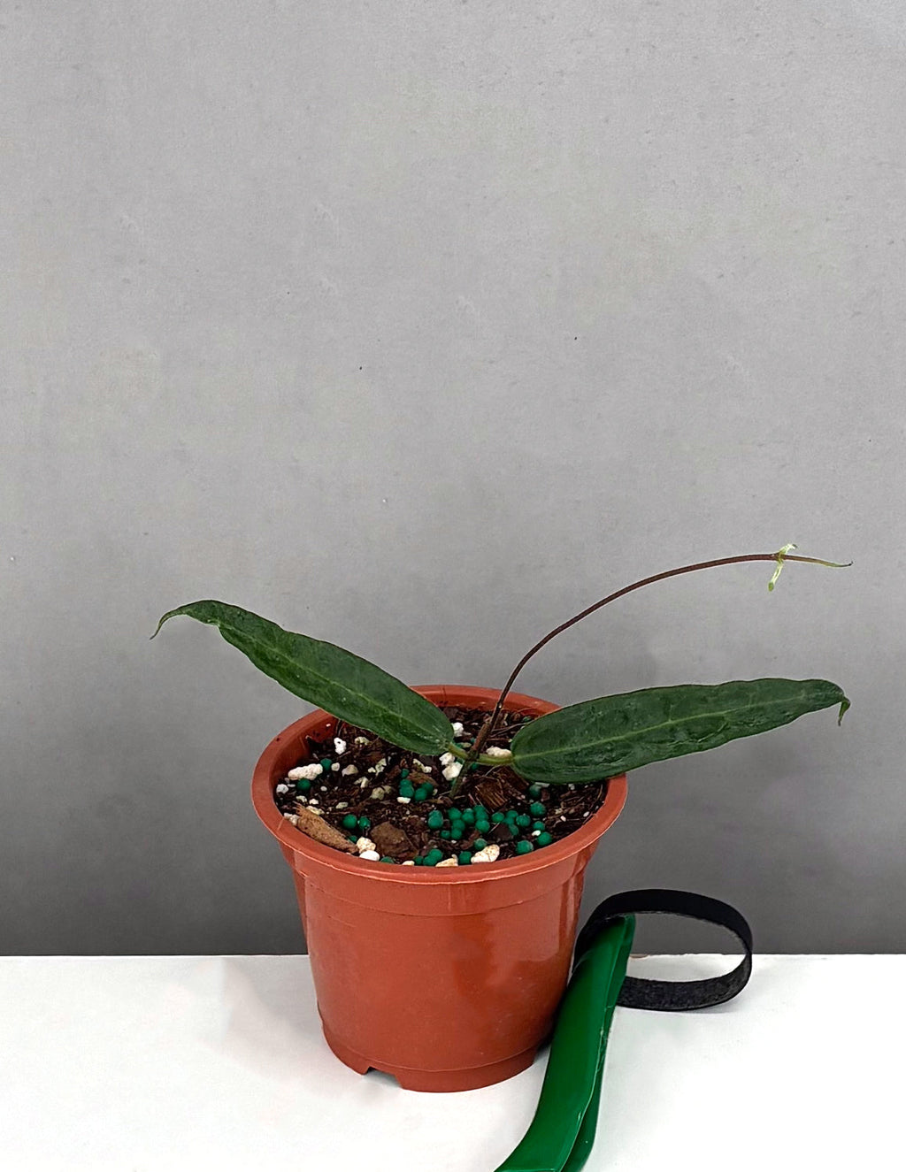 Hoya Hypolasia - Plant Proper - 3" Pot 
