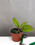 Hoya Irina - Plant Proper - 3.5" Pot