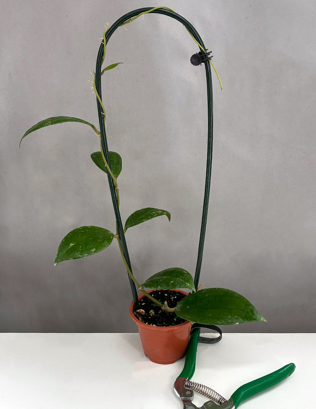 Jennifer x Unknown - Plant Proper - 3" Hoop