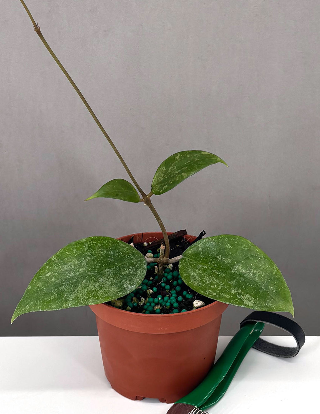 Hoya KSB 08