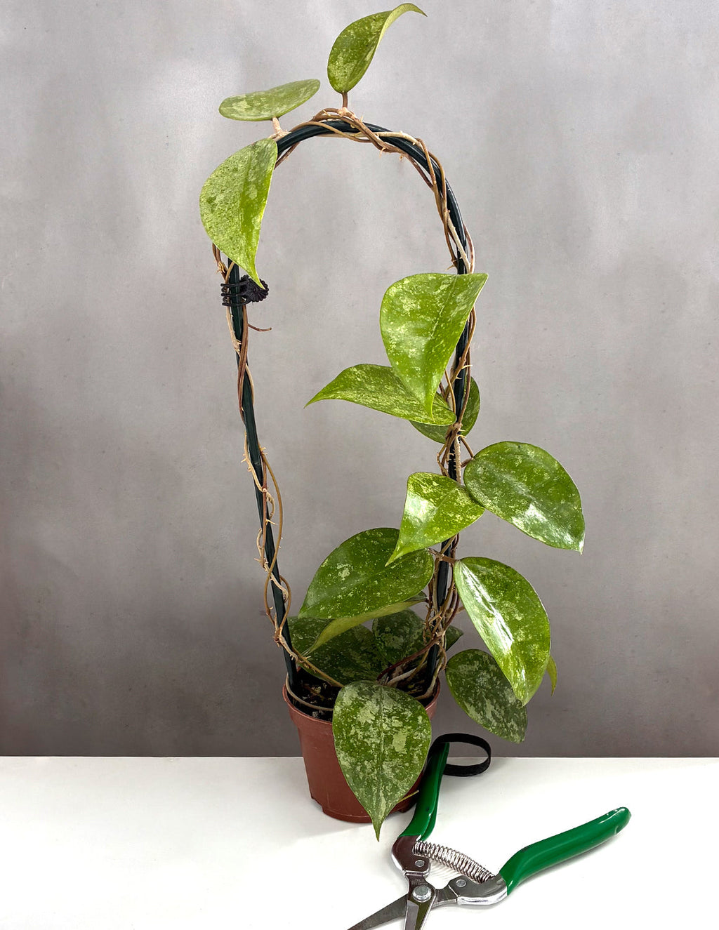 Hoya KSB 08 - Plant Proper - 3.5" Hoop