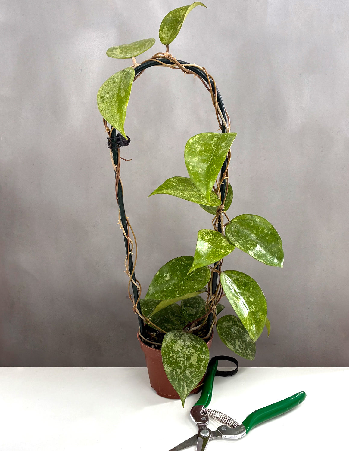 Hoya KSB 08 - Plant Proper - 3.5" Hoop