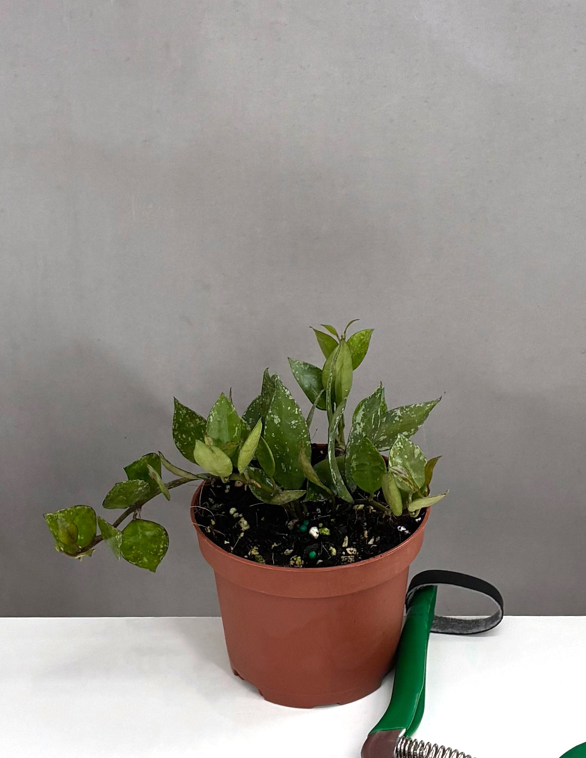 Hoya Krohniana Black Splash - Plant Proper - 3.5" Pot